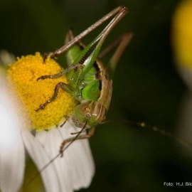 Fotos von Insekten