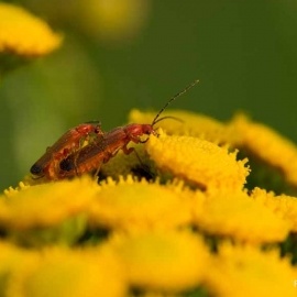 Insekten-Fotos