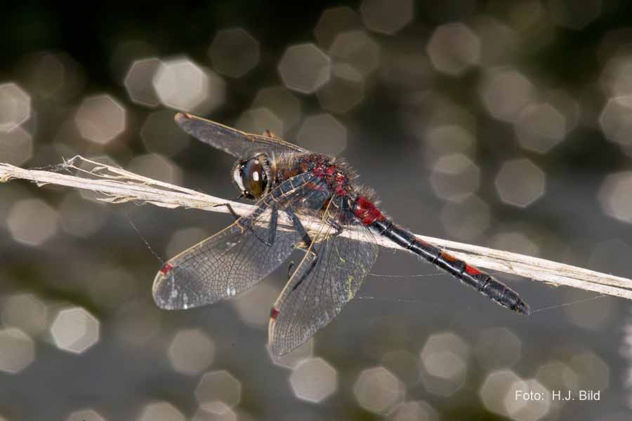 Libellen Makro-Fotografie