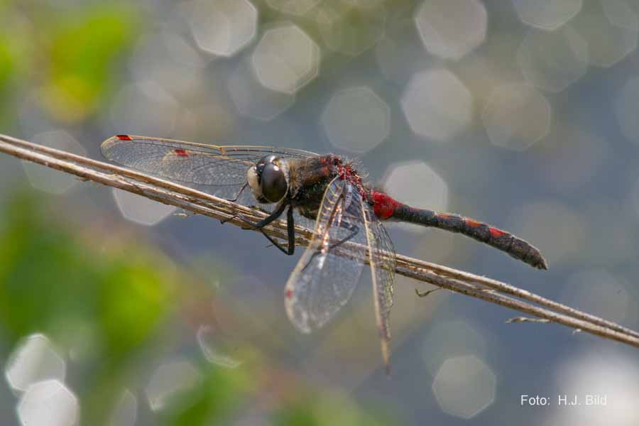 Libellen Makro-Fotografie