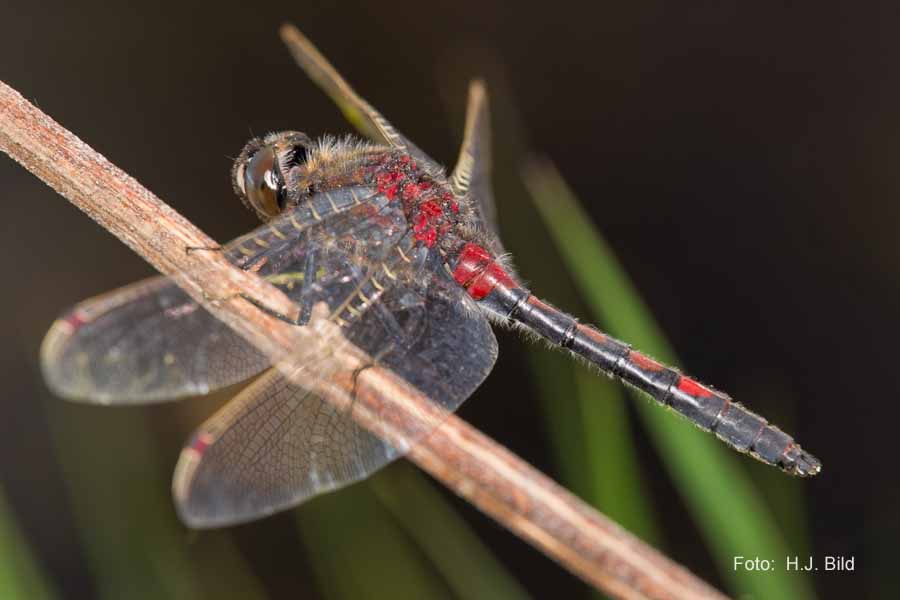 Libellen Makro-Fotografie