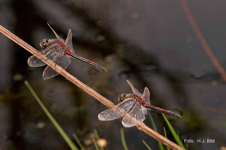 Libellen Makro-Fotografie