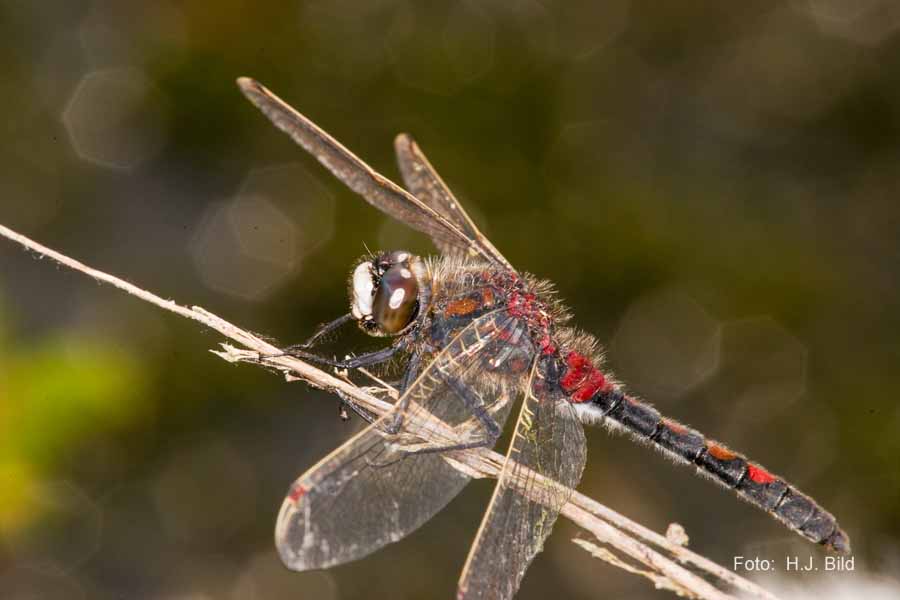 Libellen Makro-Fotografie