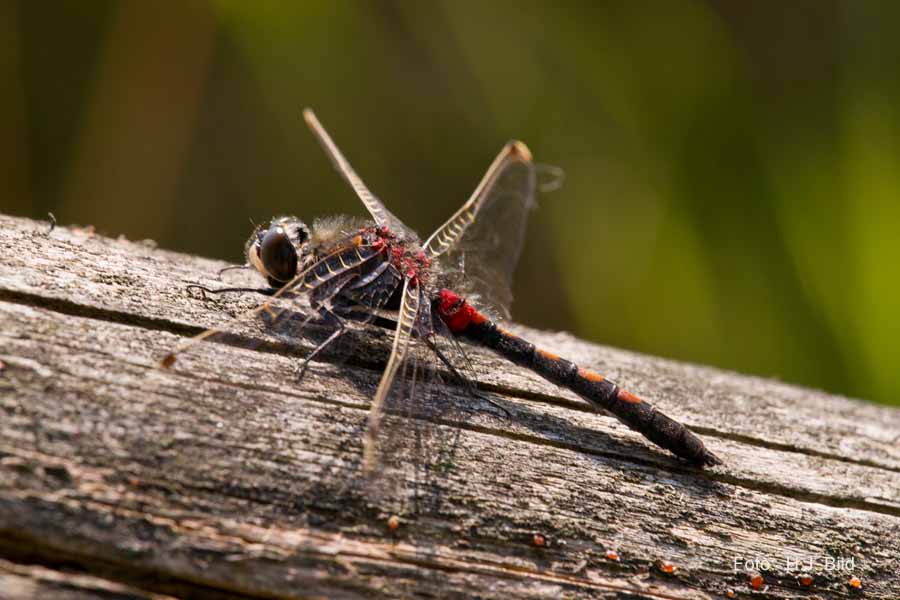 Libellen Makro-Fotografie
