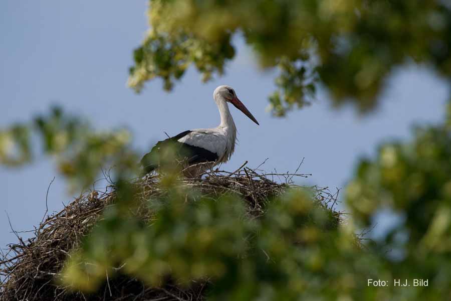 Fotografien von Vögeln