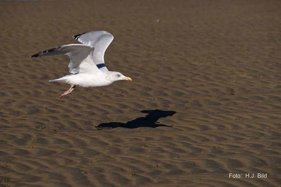 Fotografien von Vögeln