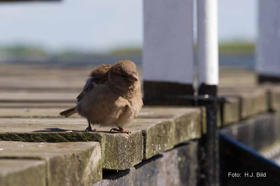 Fotografien von Vögeln