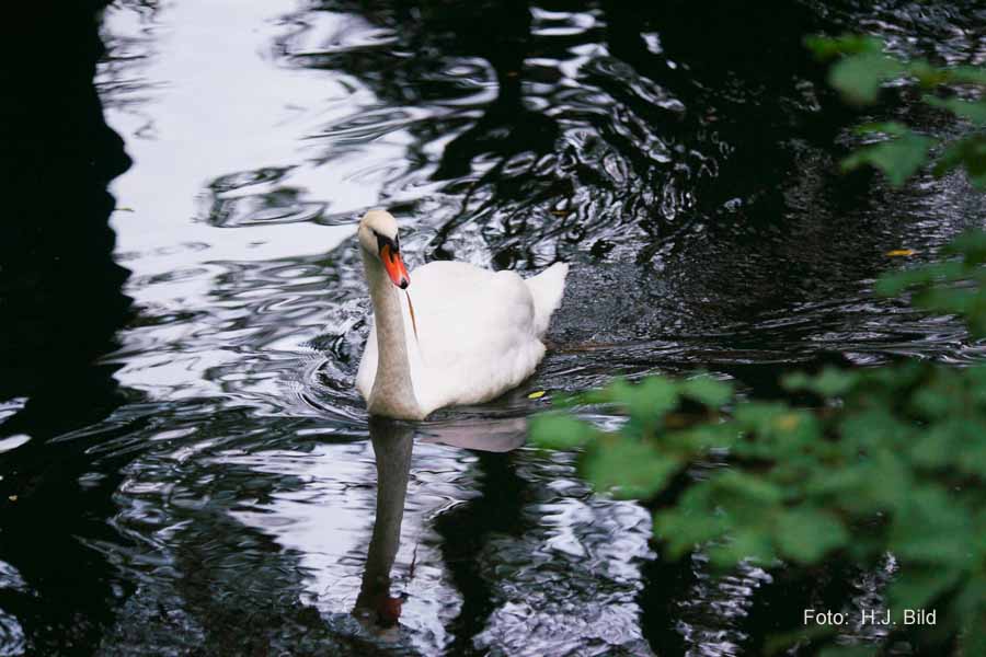 Fotografien von Vögeln