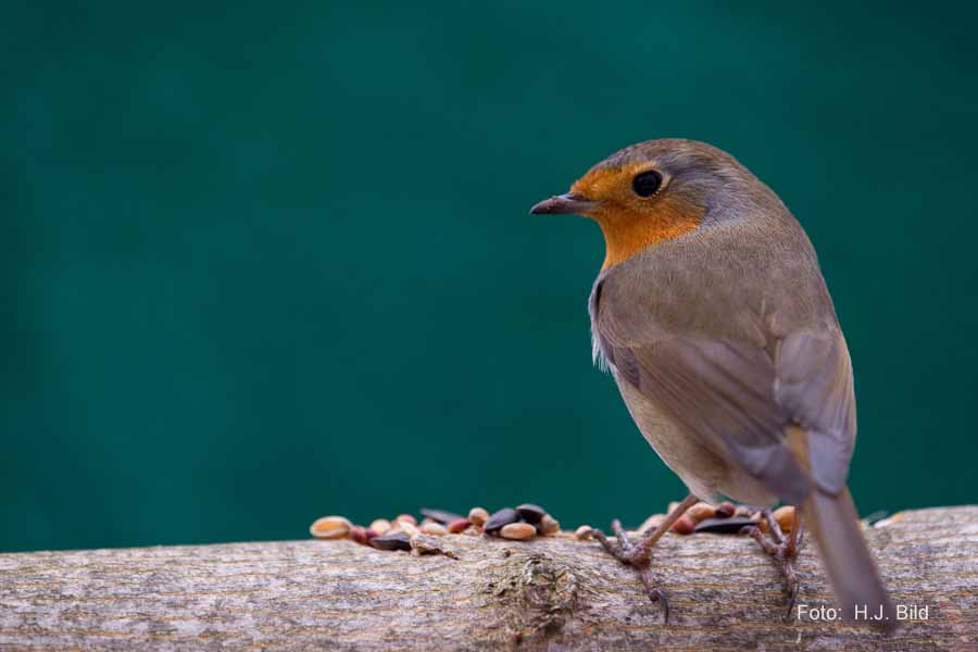 Fotografien von Vögeln