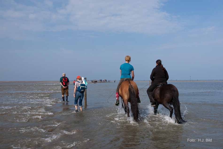 Wattwanderung nach Neuwerk