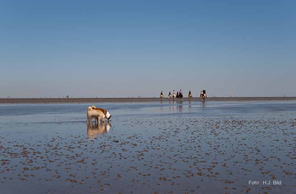 Wattwanderung nach Neuwerk